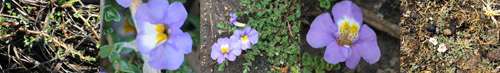 Family Names Montage - Scorphulariaceae (speedwell)