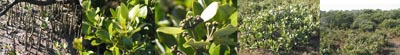 Family Names Montage - Verbena