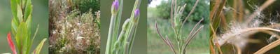 Family Names Montage - Willow Herb