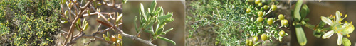 Family Names Montage - Zygophyllaceae (twinleaf)