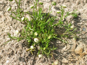 Ferny Cotula plant