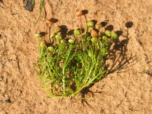 Ferny Cotula plant