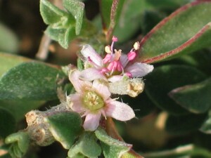 Galenia flowers