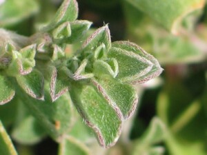 Galenia leaves