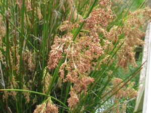 Giant Rush flower-head