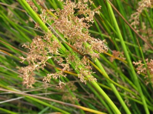 Giant Rush flower-head