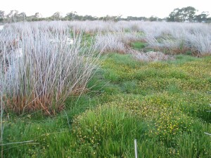 Giant Rush in late winter