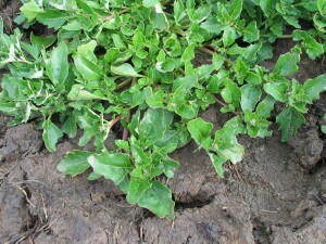 Leaves of Glaucous Goosefoot