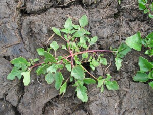 Glaucous Goosefoot plant