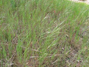 Great Brome plants