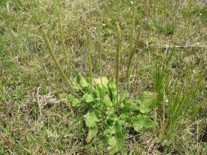 Greater Plaintain plant