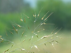False Hair-grass flower-head