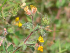 Flowering branch of Hairy Bird's-foot Trefoil
