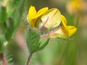 Flowers of Hairy Bird's-foot Trefoil