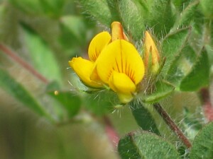 Flowers of Hairy Bird's-foot Trefoil