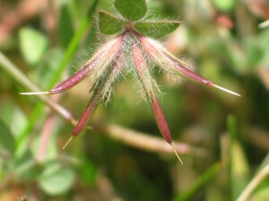 Pods of Hairy Bird's-foot Trefoil