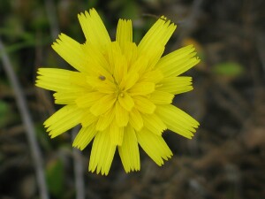 Hairy Hawkbit flower