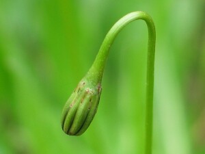 Flower bud of Hairy Hawkbit