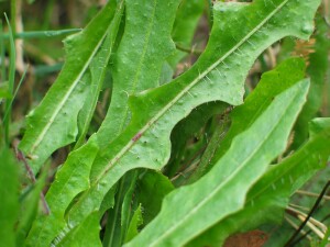 Leaves of Hairy Hawkbit