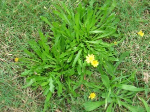 Hairy Hawkbit plant in non-saline conditions