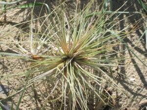 Female Hairy Spinifex flowerhead