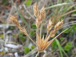 Male Hairy Spinifex flowerhead