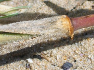 Stem node and leaf bases of Hairy Spinifex