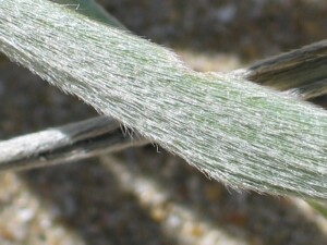 Upper leaf surface of Hairy Spinifex