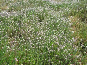 Population of Hare's-foot Clover