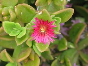 Heart-leaf Ice-plant - flower