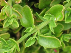 Heart-leaf Ice-plant - leaves and angular stem
