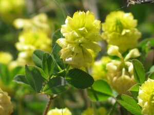 Hop Clover flower-head