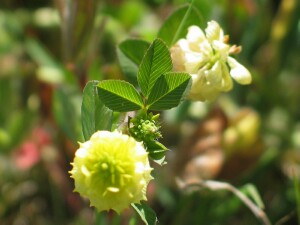 Hop Clover leaf