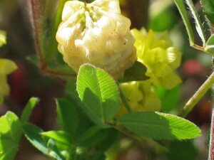Mature flower-head of Hop Clover