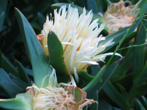 Flower of Hottontot Fig