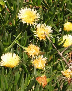 Flowering plant of Hottontot Fig