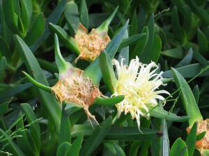 Flowering plant of Hottontot Fig