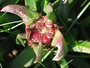 Fruit of the Hottontot Fig