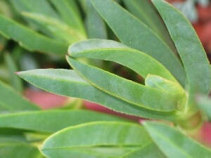 Leaves of Hottontot Fig