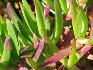 Hottentot Fig leaves