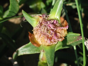 Pinkish mature flower of the Hottontot Fig