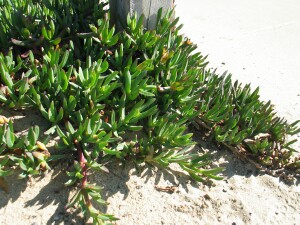 Creeping stems and leaves of Karkalla