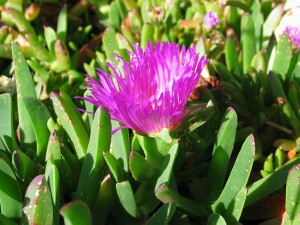 Flower and leaves of Karkalla
