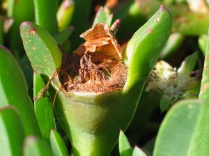 Ripening fruit of Karkalla