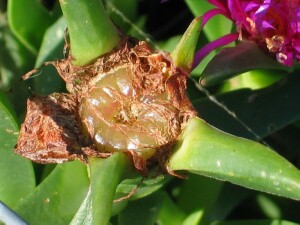 Fruit of Karkalla