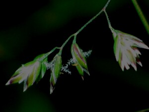 Flowers of Kentucky Blue-grass with exserted stigmas