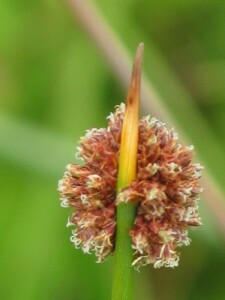 Back view of flower-head of Knobby Club-rush