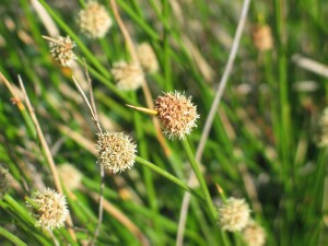 Flower-heads of Knobby Club-rush