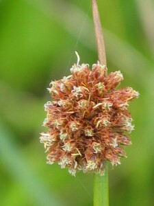 Front view of flower-head of Knobby Club-rush