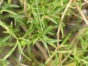 Muddy leaves of Large River Buttercup